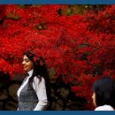 真っ赤な秋の装い堪能、天龍寺で紅葉ピーク 京都 이미지
