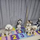 슬기유치원 네이버블로그