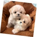 멍블랑 강아지분양 시흥배곧점 | 배곧미니비숑분양, 사랑스러운 아가와의 첫 만남 후기