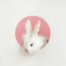 요즘 대세 토끼혀립🐰👅 노메이크업으로도 쌉가능