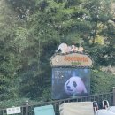 두돌 아이랑 에버랜드 오전 코스짜기 : 스마트줄서기,로스트밸리 명당자리,판다월드 다녀온 후기포함