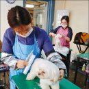 킴스애견미용실 이미지