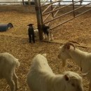 이삭목장 이미지