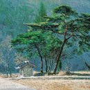 소나무 풍경 이미지