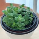 애플민트키우기 아랫쪽 노란잎 떼어주기 이미지