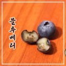 블루베리 듀크(Duke), 뉴하노버(New Hanover), 블루골드(bluegold), 빠딩(Farthing), 오닐(ONeal) 이미지