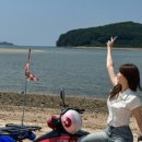 태인 애견 이미지