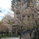 Sakura Cherry Blossom 이미지