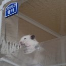 전주 햄스터 | 골든햄스터 혹?으로 인한 병원 진료 후기
