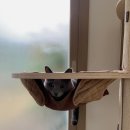 배부른고양이 이미지