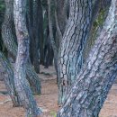 배동삼릉 이미지