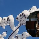 김태정(잊혀진 여인) 최병춘 alt sax 이미지