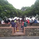 퐁낭아래 이미지