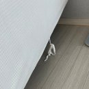 커버닷 | [소파커버] 소파 커버 4인용- 내돈내산 까사재클린 사용 후기