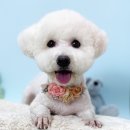 쿨독펫샵 이미지