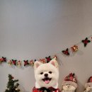 러브펫살롱 이미지