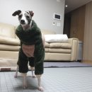 홍바비앙