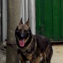 호동이네 이미지