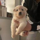 옆집강아지 이미지