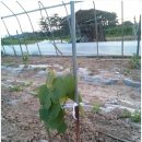 월성농장 이미지