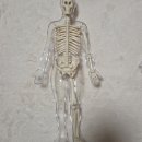 에스제이컴퍼니 | 손으로 배우는 해부학, YES-H1 인체모형 실사용 후기