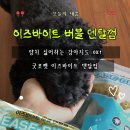 덕분이야모든개 | 굿포펫 이즈바이트 버블 덴탈껌 후기｜강아지치석제거에 도움 되는 강아지개껌