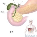 노화가 간에 미치는 영향-간과 담낭- 개요 이미지