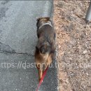 pet26누9111 | 말라 보이는 강아지, 살 찌워야 할까? BCS 2분 촉진법(리취 12kg 사례)