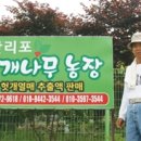 만리포헛개나무농장 네이버블로그