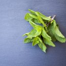 페퍼민트 이미지