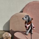 커피마마 안면도점 | [충남 태안 카페 - 트레블브레이크커피] 내돈내산 애견동반 가능 분위기 좋은 이색적인 카페 주말 방문...