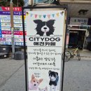 시티독 | [영통]수원 강아지카페 시티독 내돈내산 후기