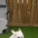 평생 사랑할 개 이미지