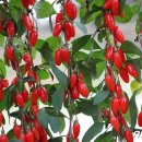 청양 별장&봄 이미지