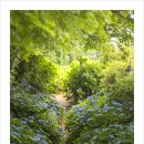 팜카밀레 이미지