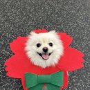 버프독 이미지
