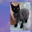 오묘 고양이카페호텔미용 이미지