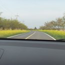 가시리 유채꽃길 이미지