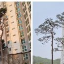 큰솔조경나무병원 이미지