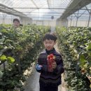 사파동185 | 창원 태권도 체험학습 후기 🍓신월중앙태권도 딸기밭 + 잭슨나인스 다녀왔어요!