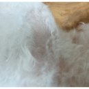 엄마손동물병원 이미지