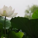 백하 Daum카페