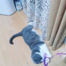 요미야 놀자 이미지