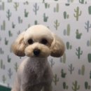 내일더예쁘개 이미지