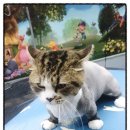 청춘애견 계룡점 이미지