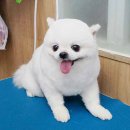 아담스펫살롱 이미지