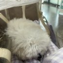 브이아이피 동물의료센터 이미지