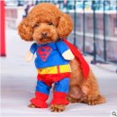 퀸 애견 이미지