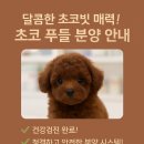 댕냥구리 강아지분양 고양이분양 구리본점 네이버블로그