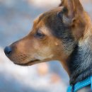 음악으로배우는영어 이미지